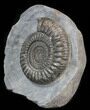 Dactylioceras Ammonite Stand Up - England #38790-1